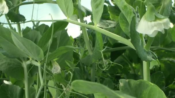 Súper cerca. los guisantes florecientes crece en una cama de jardín en un día claro y soleado — Vídeo de stock