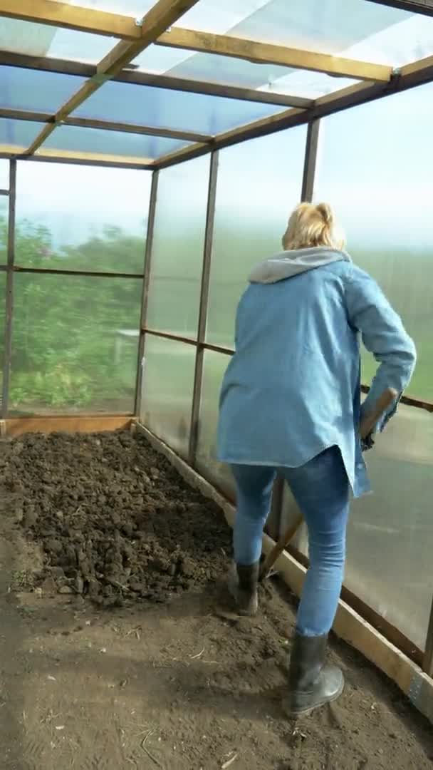Vertical. mujer con una pala cava la tierra en un invernadero — Vídeos de Stock