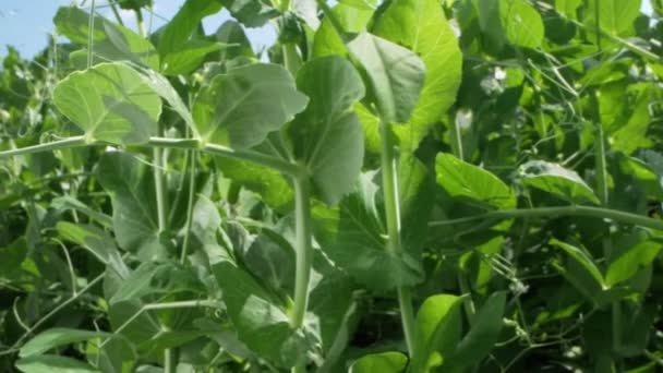 Súper cerca. los guisantes florecientes crece en una cama de jardín en un día claro y soleado — Vídeo de stock