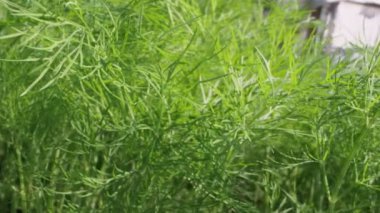 Açık güneşli bir günde, çok yakın dereotu bir bahçe yatağında yetişir.