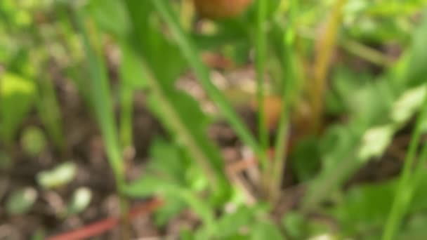 Super nära jordgubbar i gräset på en gren på en klar solig dag — Stockvideo
