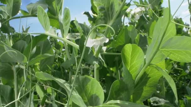 Súper cerca. los guisantes florecientes crece en una cama de jardín en un día claro y soleado — Vídeo de stock