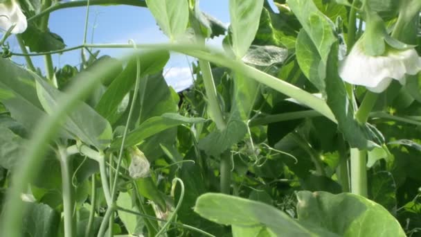 Heel dichtbij. bloeiende erwten groeien op een tuinbed op een heldere zonnige dag — Stockvideo