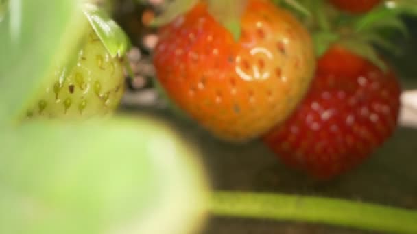 Σούπερ κοντά φράουλες στο γρασίδι σε ένα κλαδί σε μια σαφή ηλιόλουστη μέρα — Αρχείο Βίντεο