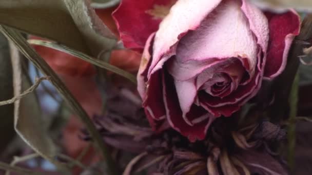 Superclose-up. de details. boeket gedroogde bloemen — Stockvideo