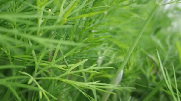 Aneth super proche pousse sur un lit de jardin par une journée ensoleillée claire — Video