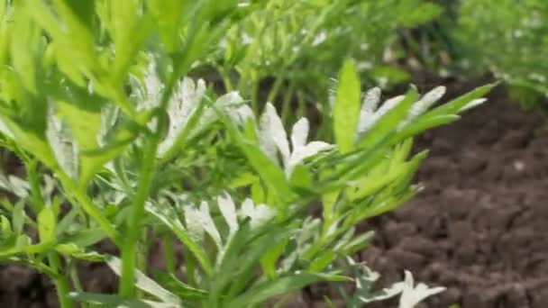 Dill wächst an einem klaren, sonnigen Tag auf einem Gartenbeet — Stockvideo