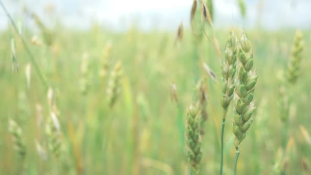 Zbliżenie. kolce pszenicy i owsa na nieostrym tle pola — Wideo stockowe