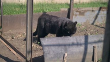Siyah bir kedi dışarıda tek başına yürüyor. kopyalama alanı. tam yükseklik