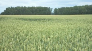 Manzara. Mavi gökyüzü ve bulutların arka planına karşı buğday tarlası. Boşluğu kopyala