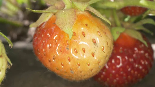 Fresas super cerca en la hierba en una rama en un día soleado claro —  Fotos de Stock