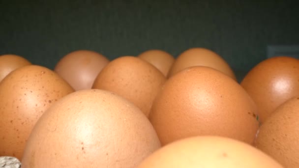 Πολύ κοντά. μακροεντολή shot .set καφέ αυγά κοτόπουλου σε χαρτόκουτο — Αρχείο Βίντεο
