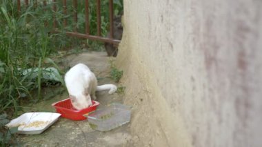 Beyaz evsiz kedi plastik bir konteynırın dışında yemek yiyor.
