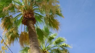 Mavi gökyüzüne karşı palmiye ağaçlarının alt görüntüsü. Boşluğu kopyala