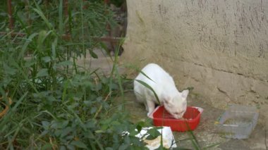 Beyaz evsiz kedi plastik bir konteynırın dışında yemek yiyor.