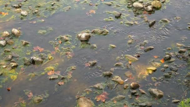 Hermoso fondo rocoso rayado del río bajo el agua clara en aguas poco profundas — Vídeos de Stock