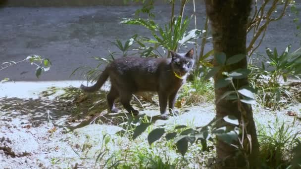 在花园里的树林里，一只灰色的成年猫在领子里 — 图库视频影像