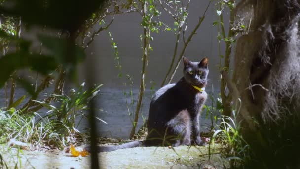 在花园里的树林里，一只灰色的成年猫在领子里 — 图库视频影像