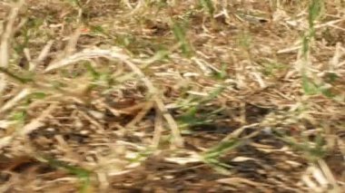 Süper yakın plan, detaylar. Çimlerin üzerinde kurumuş çimenler.