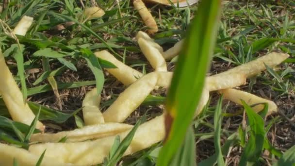 Super primer plano, detalles. papas fritas desechadas en hierba verde en un claro — Vídeo de stock