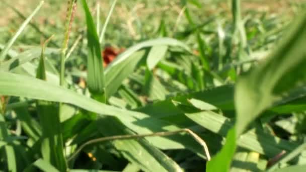 Super close-up, details. groen gemaaid gras op het gazon — Stockvideo