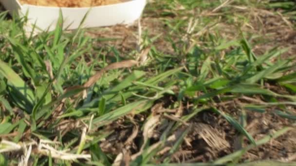 Super close-up, fried chicken wings in an open box on green grass — Stock Video