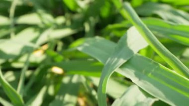 Süper yakın plan, detaylar. Çimlerin üzerinde biçilmiş yeşil çimenler