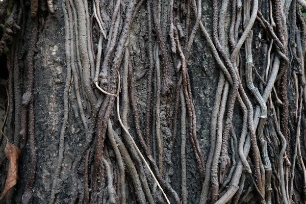 Árbol raíz en bosque / complejidad — Foto de Stock