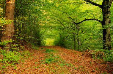 Sonbahar yolundaki ülke