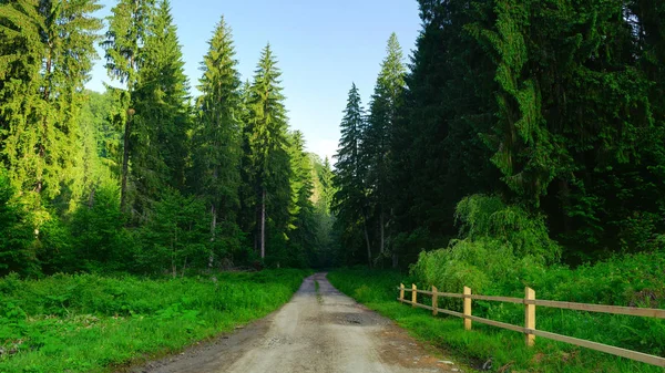 Drogę Przez Bujny Zielony Las — Zdjęcie stockowe