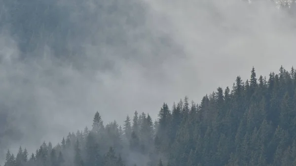 Wald Spätherbst — Stockfoto