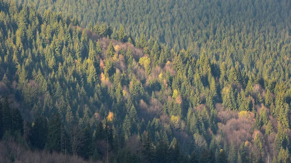 Wald Spätherbst — Stockfoto
