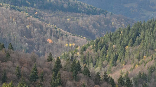 Skogen Senhösten — Stockfoto