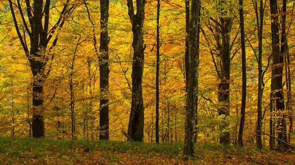 Golden Forest Late Autumn — Stock Photo, Image