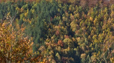 geç sonbaharda ormanda