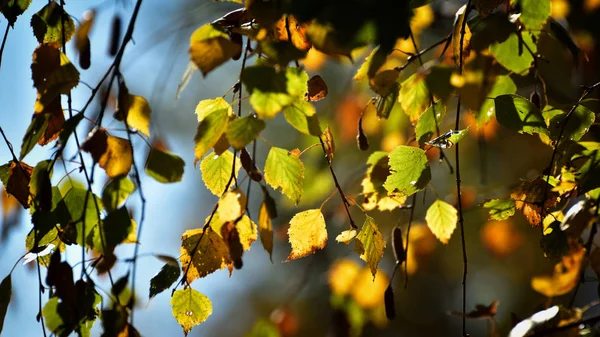 Folhas de outono em luz solar quente — Fotografia de Stock