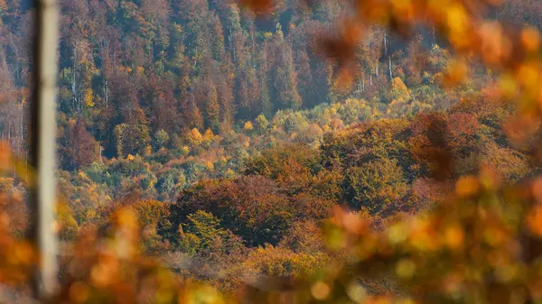 Paesaggio autunnale con primo piano della foresta — Foto Stock