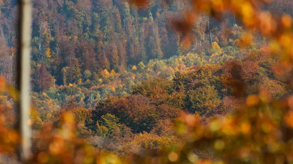 Autum τοπίο με κοντινά αξιοθέατα του δάσους — Φωτογραφία Αρχείου