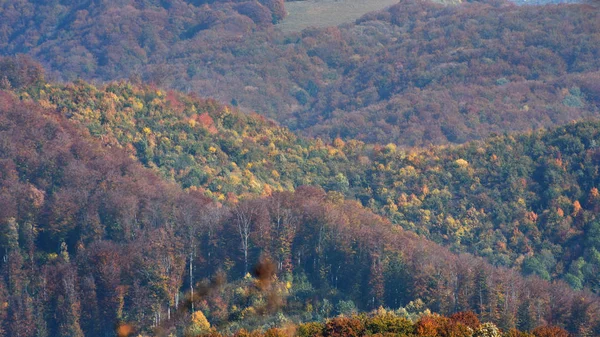 Лес поздней осенью — стоковое фото