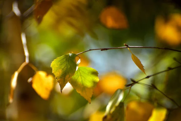 Bétula Folhas Outono — Fotografia de Stock
