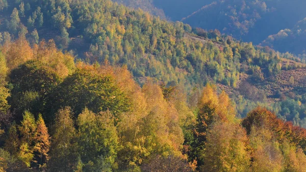 Bos in de late herfst — Stockfoto