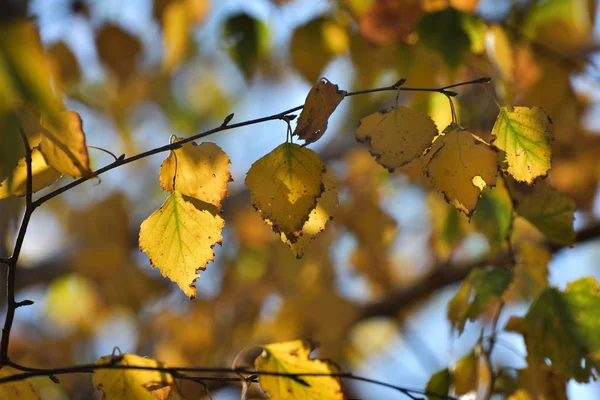 Berkenbladeren Herfst — Stockfoto