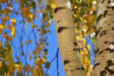 Huş ağacı ve sonbahar yaprakları