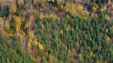 Sonbaharın sonlarında ormanın havadan görünüşü