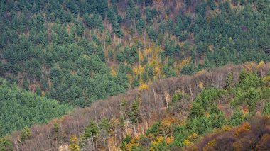 Sonbaharın sonlarında ormanın havadan görünüşü