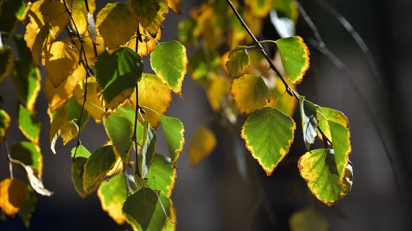 Las hojas de abedul en otoño —  Fotos de Stock
