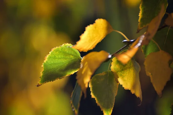 Bétula Folhas Outono — Fotografia de Stock