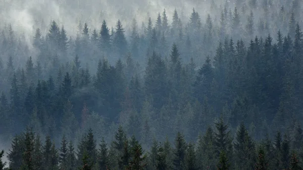 Luftaufnahme Des Waldes Spätherbst — Stockfoto