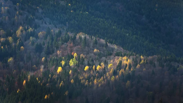 Luftaufnahme Des Waldes Spätherbst — Stockfoto