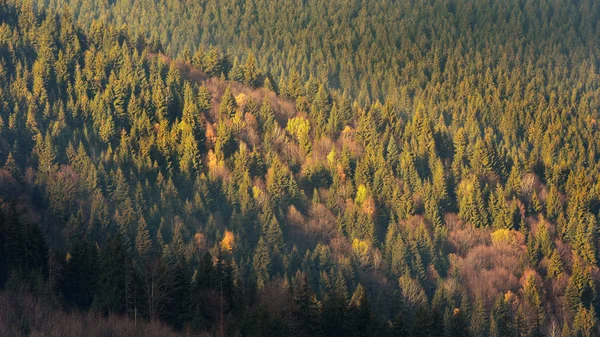 Wald im Spätherbst — Stockfoto